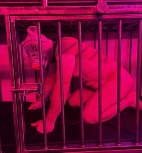 Eger, Ambrosia 06309991308