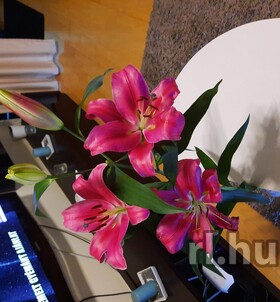 Debrecen, Ani 06703162179 - Felt�ltve: 2020-02-26