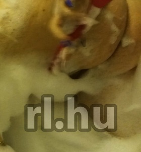 Írisz62 (62 éves) - Telefon: +36 30 / 950-7600 - Győr