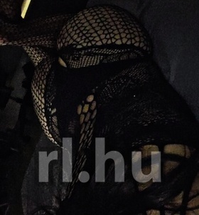 Ivett (21+ éves) - Telefon: +36 30 / 620-3167 - Budapest, VIII