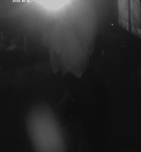 Tfalu, Mzi 06708833533