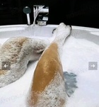 Baja, Nelli 06301169720