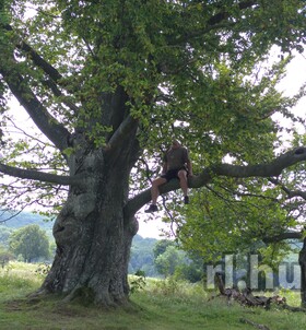 Zalaegerszeg, Ronin 06301845640