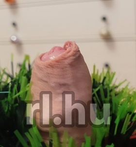 Szeged, Szeret�_Karbantart�d 06702973428