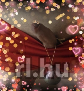 Szerető_Karbantartód Szeged escort girls