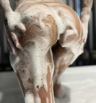 Budapest, Zara 06306104995