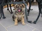 Gabitusz